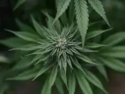 Cannabis Use Linked to Higher Rates of Psychiatric Disorders, Psychosis, and Addiction: Study
