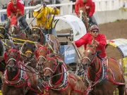 Chuckwagon 101: Guide to Calgary Stampede's Rangeland Derby