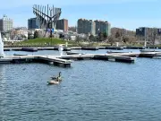 Coyote Decoy Goes Missing at Barrie Waterfront