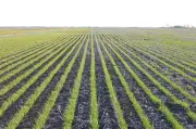 East Central Saskatchewan Flooding Damages Crops After Heavy Rain
