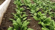 Eating Leafy Greens May Improve Lung Health, New Study Finds
