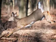 Essex hunter fined $3,000 for unlawful deer hunt in Ontario