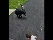Family dog saves young boy from charging bear in Connecticut