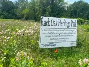 Friends of Ojibway Prairie marks 35 years with butterfly count, concert, walk
