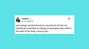 Funny Pet Posts of the Week: Cats, Dogs and More