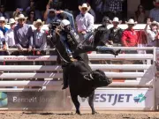 Garrett Green charges to Showdown Sunday at Calgary Stampede rodeo