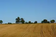 Harvest Season Underway: Farmer Safety Top Priority in Essex County