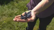 Haskap Berry Farm Brings Cold-Climate Superfruit to Alberta