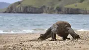 Hobbit-Like Humans May Have Scavenged Komodo Dragon Leftovers to Survive