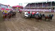 Horse Injured in Chuckwagon Races at Calgary Stampede, No Fractures Found