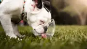 How to Safely Walk Your Dog in Extreme Summer Heat: Vet Tips