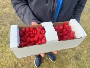 How to Stay Safe and Enjoy Produce During Parasite Outbreak