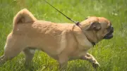 Itch Check Day highlights growing pet allergy concerns as pollen season peaks