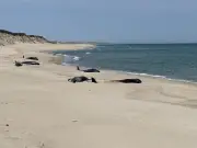 Mass stranding kills 16 pilot whales on remote Sable Island, rescue impossible