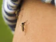 Mosquitoes surge in Edmonton after record rainfall and end of aerial spraying