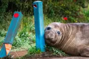 Neil the 1,000-kg elephant seal wreaks havoc in Tasmanian town, loved by locals