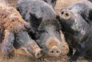 Ontario Uses Drones with Thermal Cameras to Track Invasive Wild Pigs