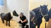 Pony Michael James recovers after successful dental surgery at King Animal Hospital