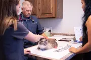 Protecting Pets from New World Screwworm Fly: Key Facts