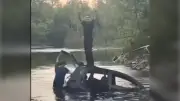 RCMP Seek Suspects in Car Plunge into Charlo River