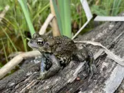 Researchers Discover Unique Toad Population in Canadian Rockies