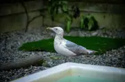 Scottish Man Arrested for Allegedly Using Seagull in Assault