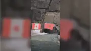 Sea Otters at Vancouver Aquarium Predict World Cup Match Winner