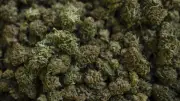 Six Nations Repeals Law Governing Cannabis Cultivation