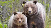 Stoney Nakoda Nation warns after grizzly bear charges at members