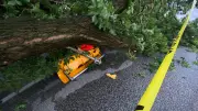 Storm Damage Pictures Wanted After Windsor-Essex Severe Weather