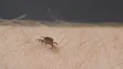 Tick Population Surges in Southern Ontario: Health Officials Warn