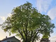 Tough Watering Restrictions Threaten Metro Vancouver's Trees