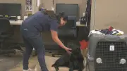 Two COPE Service Dogs Vans Stolen in Barrie This Week: What We Know