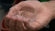 Wet June Leads to More Mosquitoes in Winnipeg, City Data Shows
