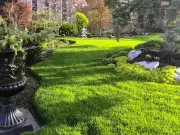 What's That White Stuff on My Lawn? Expert Answers on Powdery Mildew and More