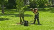 Winnipeg Mayor Reverses Course, Preserves Tree Planting Budget