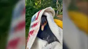 Young bald eagle returned to nest after rescue in Victoria, B.C.