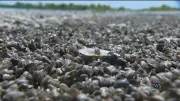 Zebra Mussel Larvae Found in Manitoba/Saskatchewan Lake